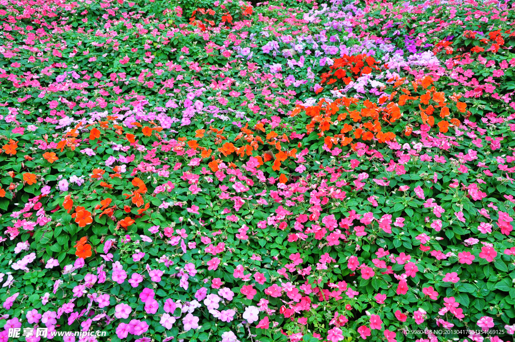 花草