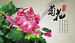 中国名花之菊花