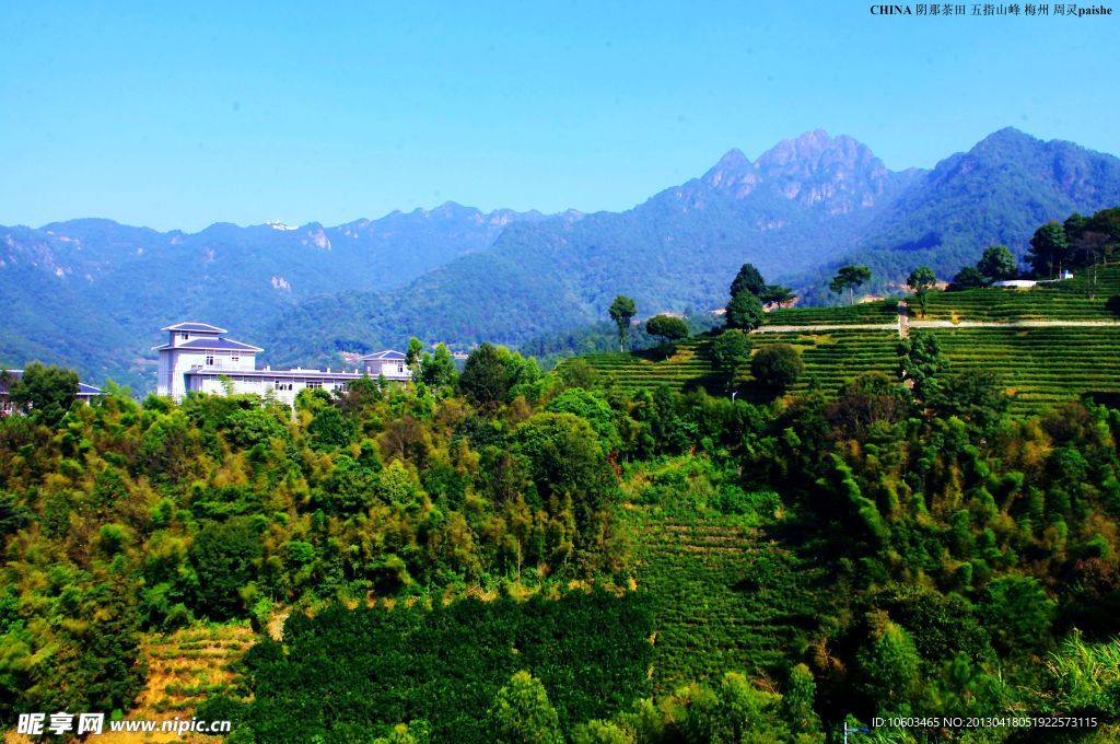 阴那山水茶田风光