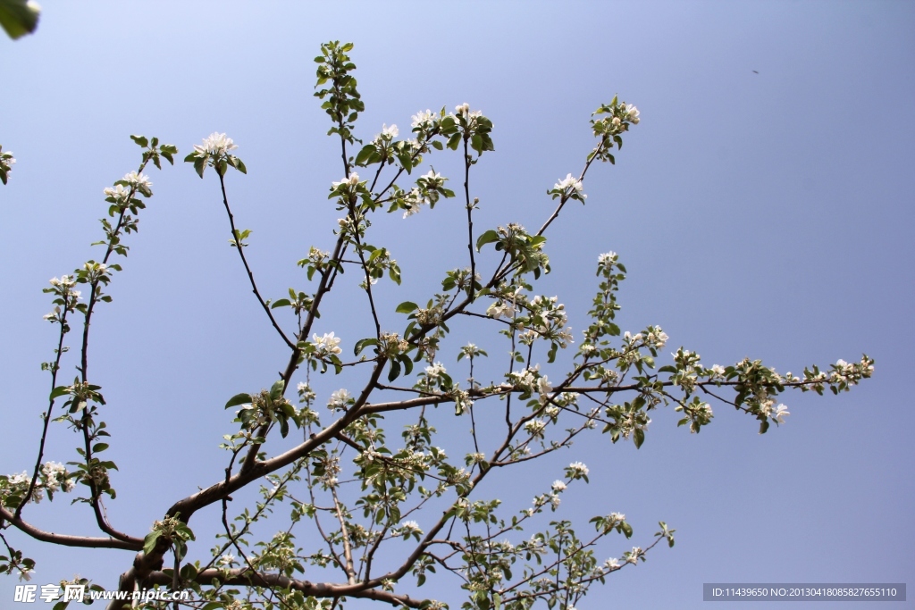 吉县苹果花