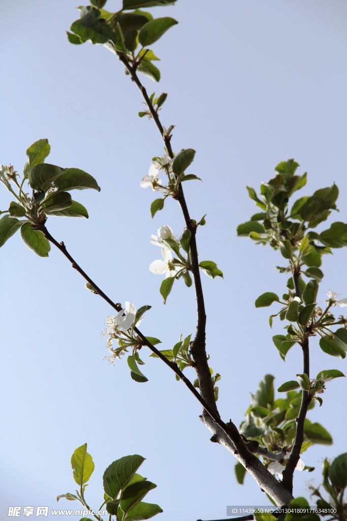 吉县苹果花