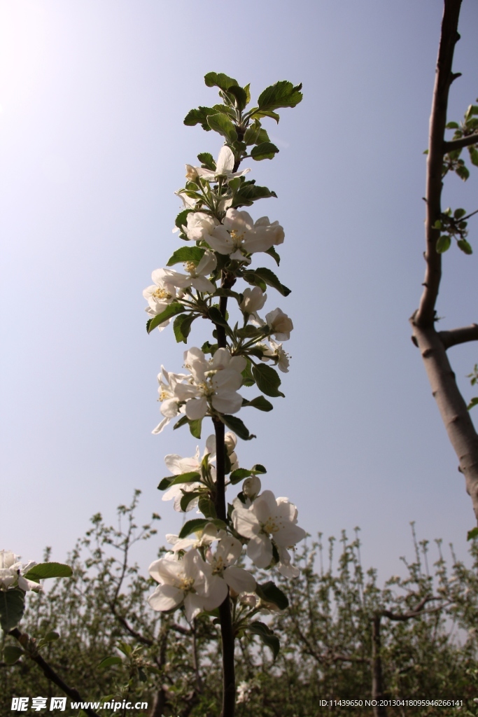 吉县苹果花