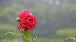 玫瑰花