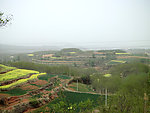 田野