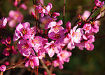 学校 榆叶梅花