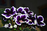 紫色白边芙蓉花