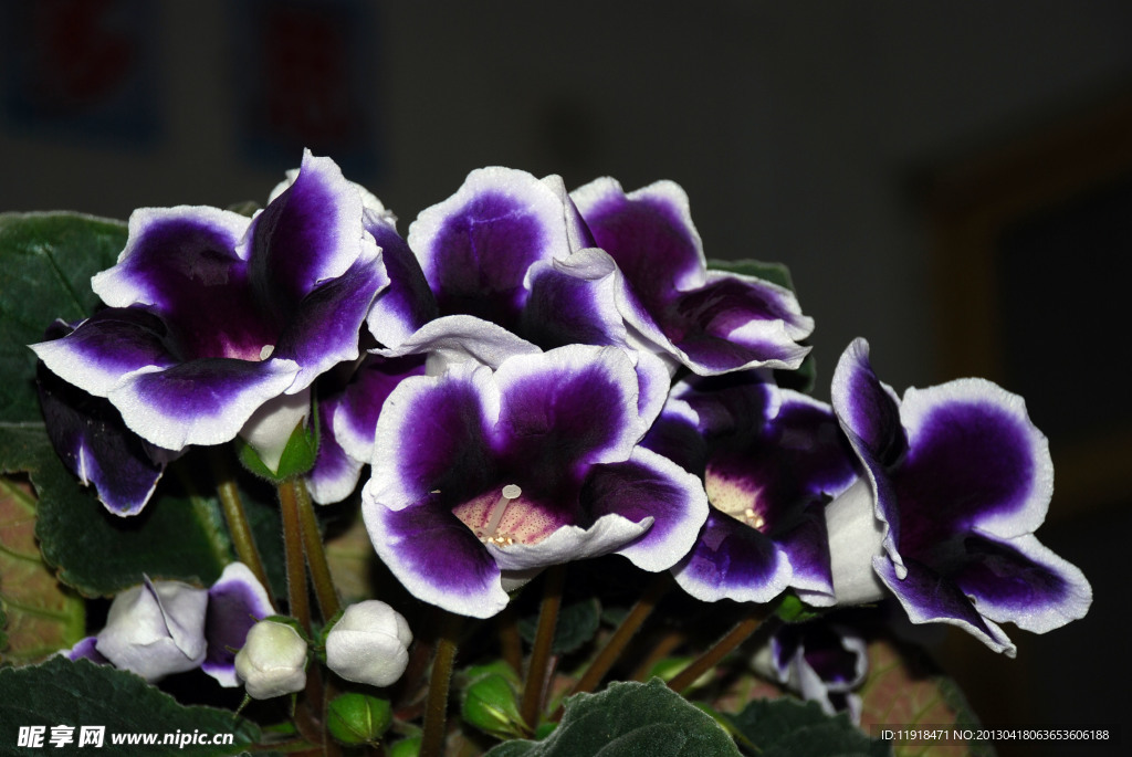 紫色白边芙蓉花