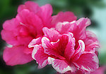 杜鹃花