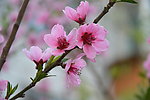 花卉特写