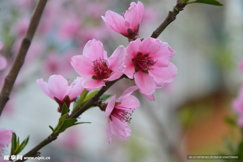 花卉特写