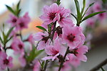 花卉