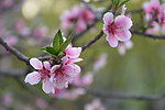 花卉特写