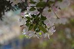 海棠花枝