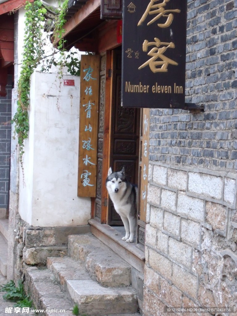 小巷小狗