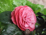 茶花