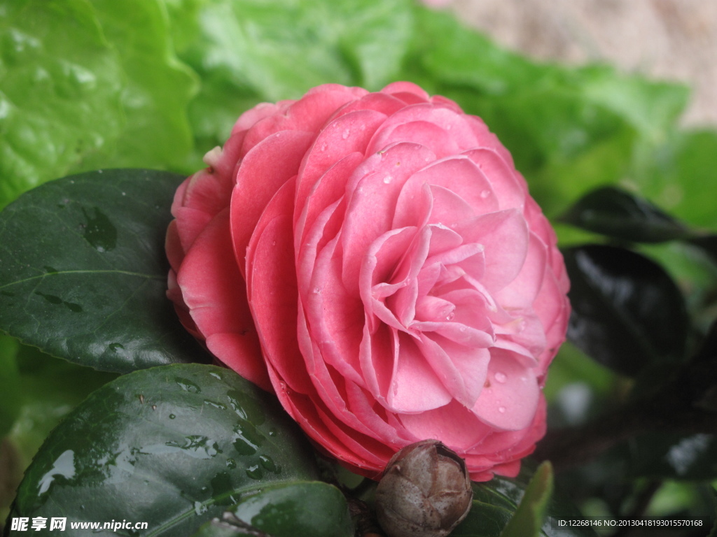 茶花