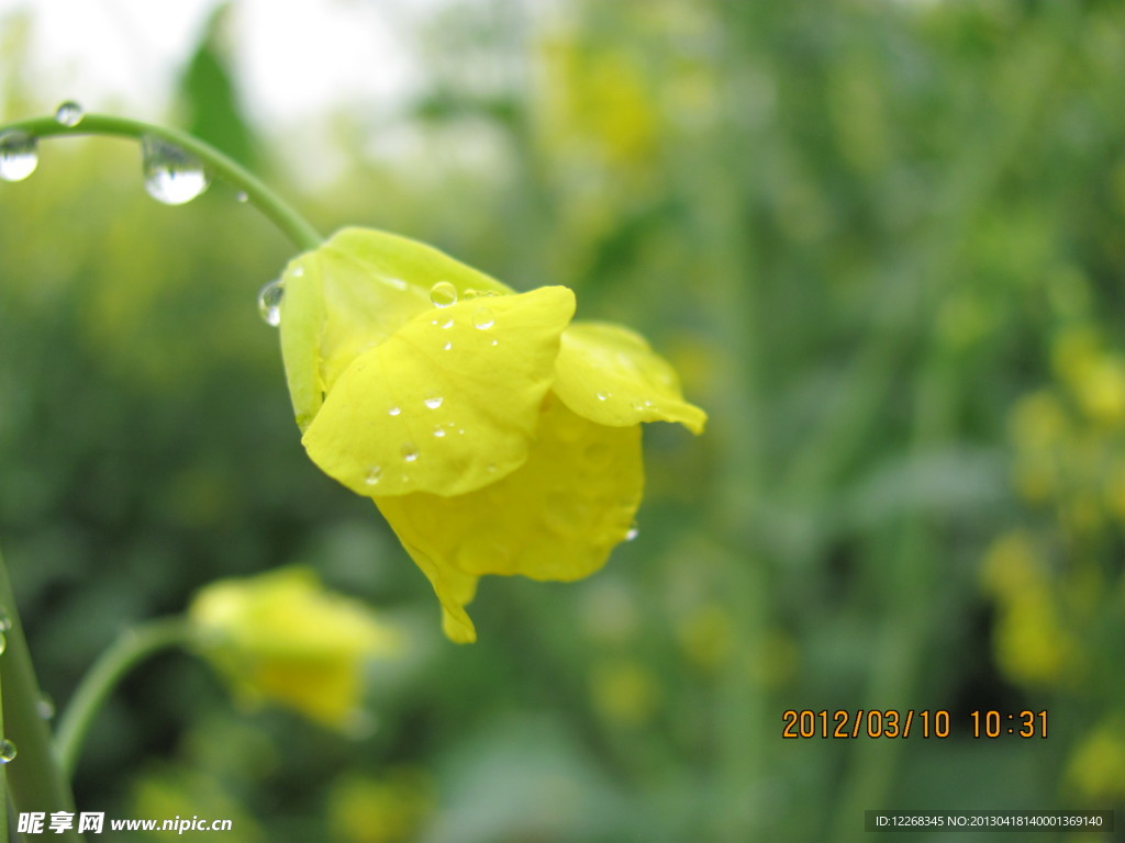 油菜花