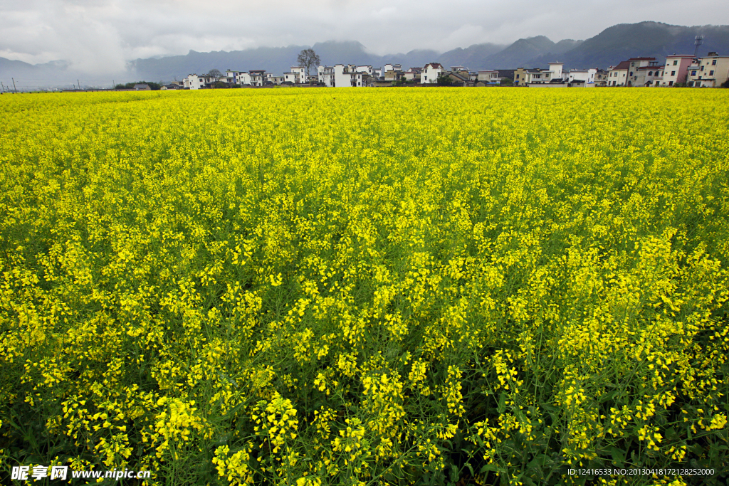 婺源油菜花海