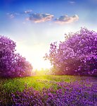 梦幻紫色花朵草地背景