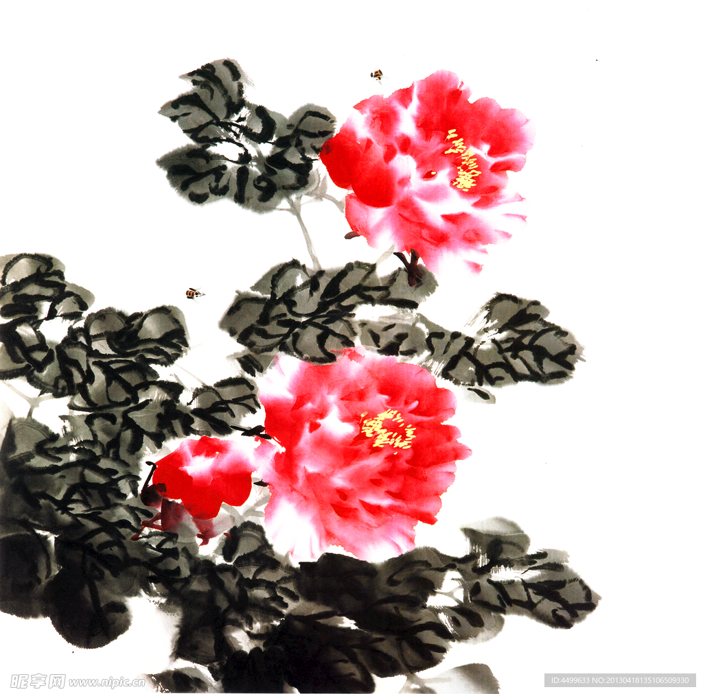 牡丹花