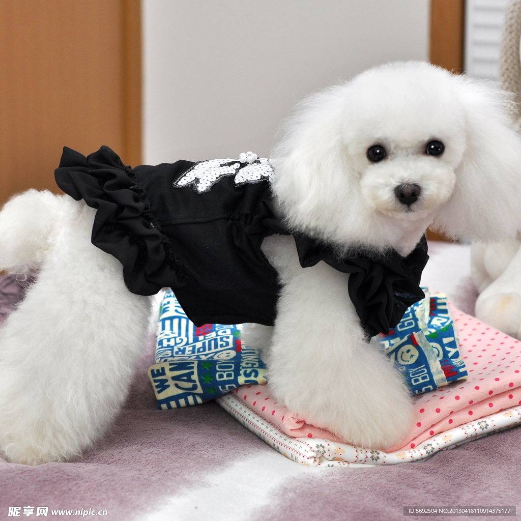 黑色泰迪狗穿衣服图片大全_可爱动物-930图片网