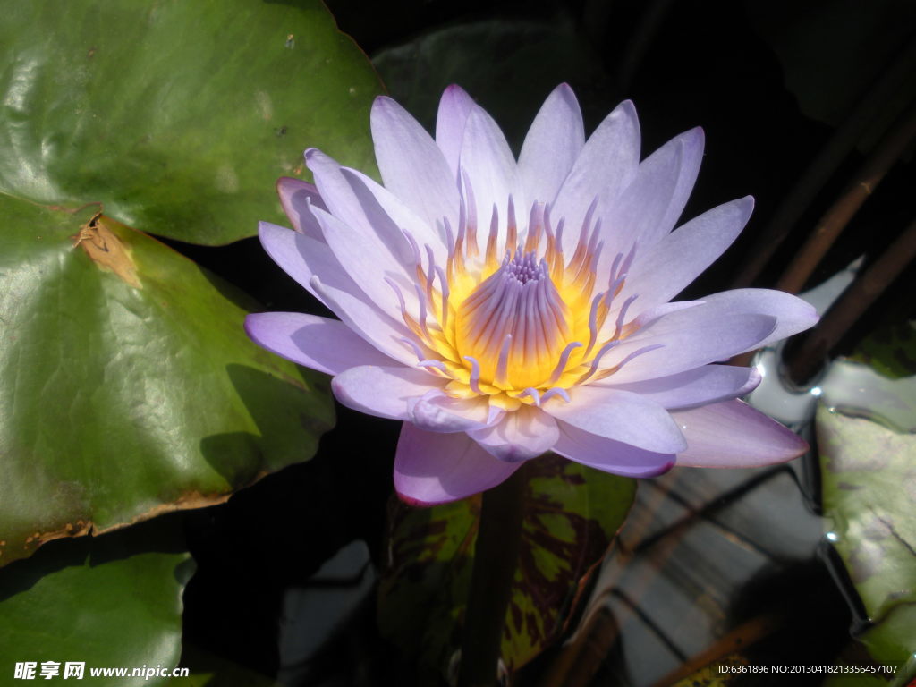 蓝莲花