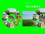 稻田养蟹封面