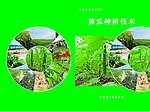 黄瓜种植技术