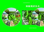 辣椒种植技术