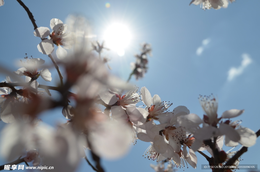 樱花