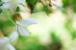 洋槐花