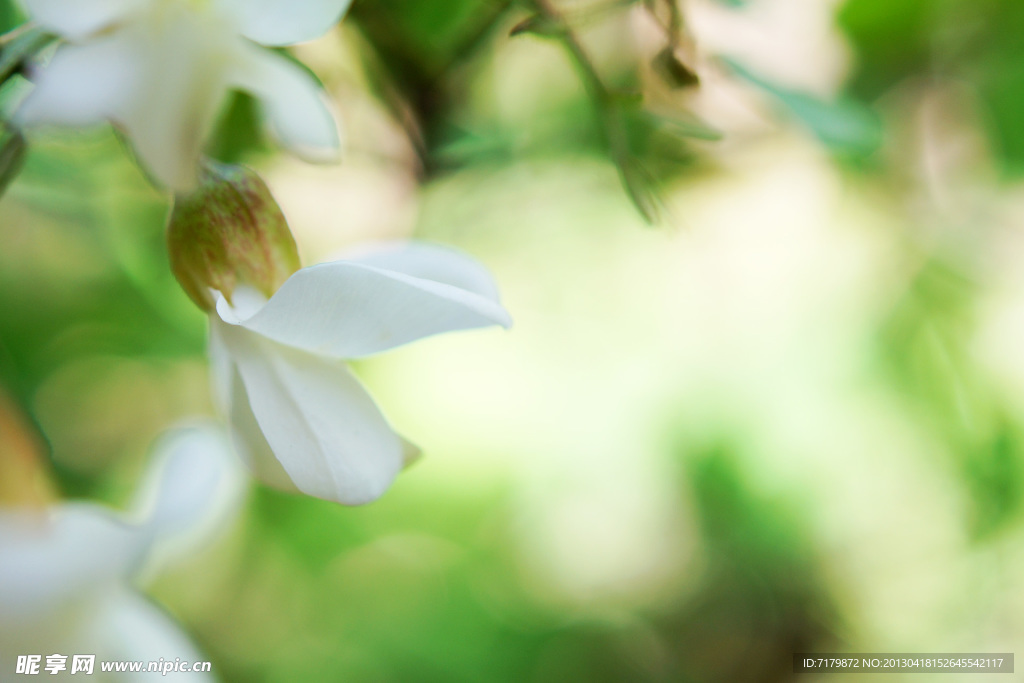 洋槐花