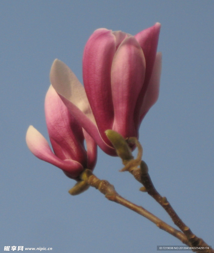 玉兰花