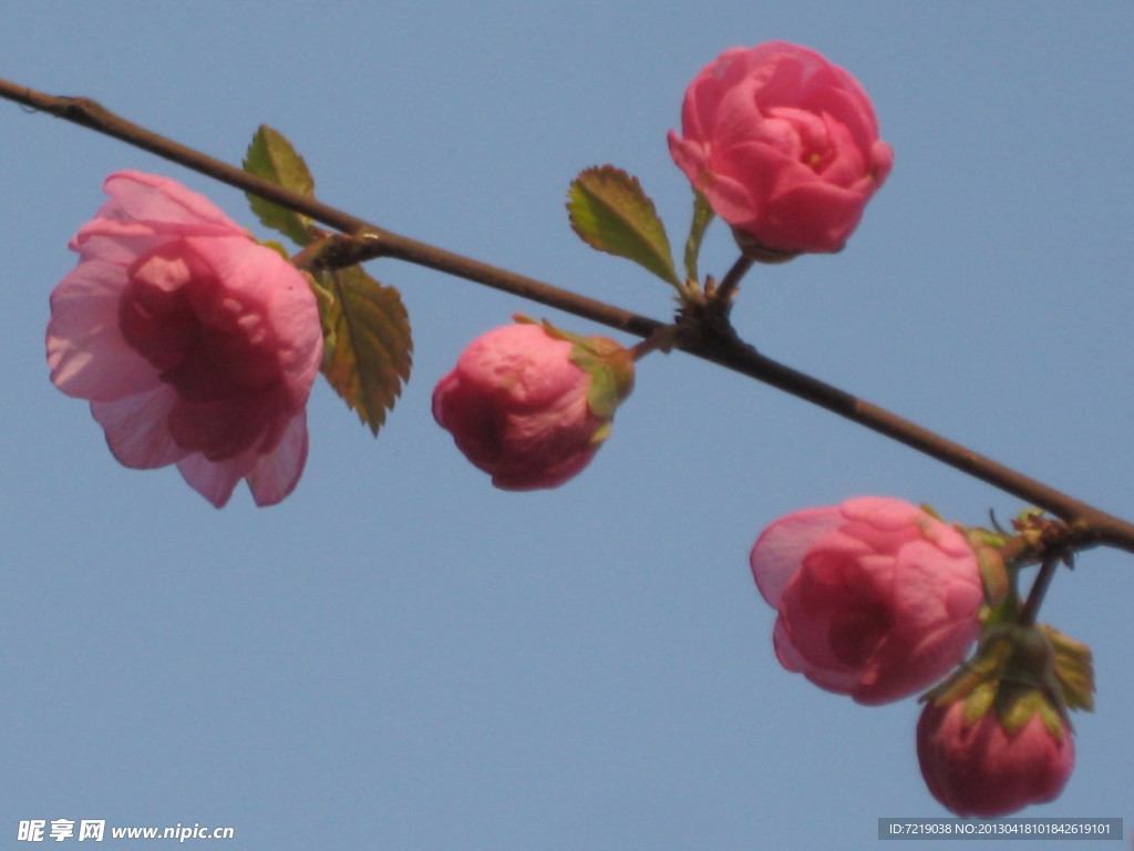 山桃花