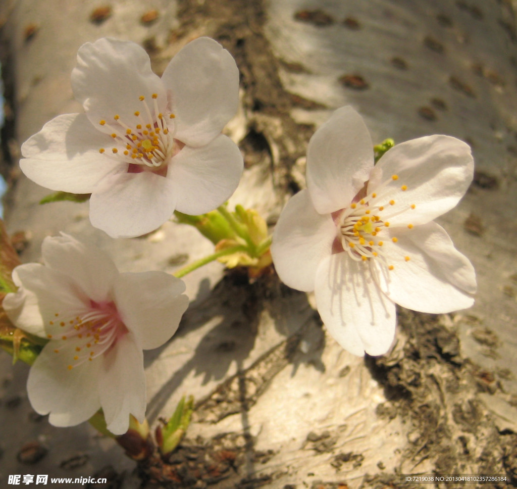 樱花