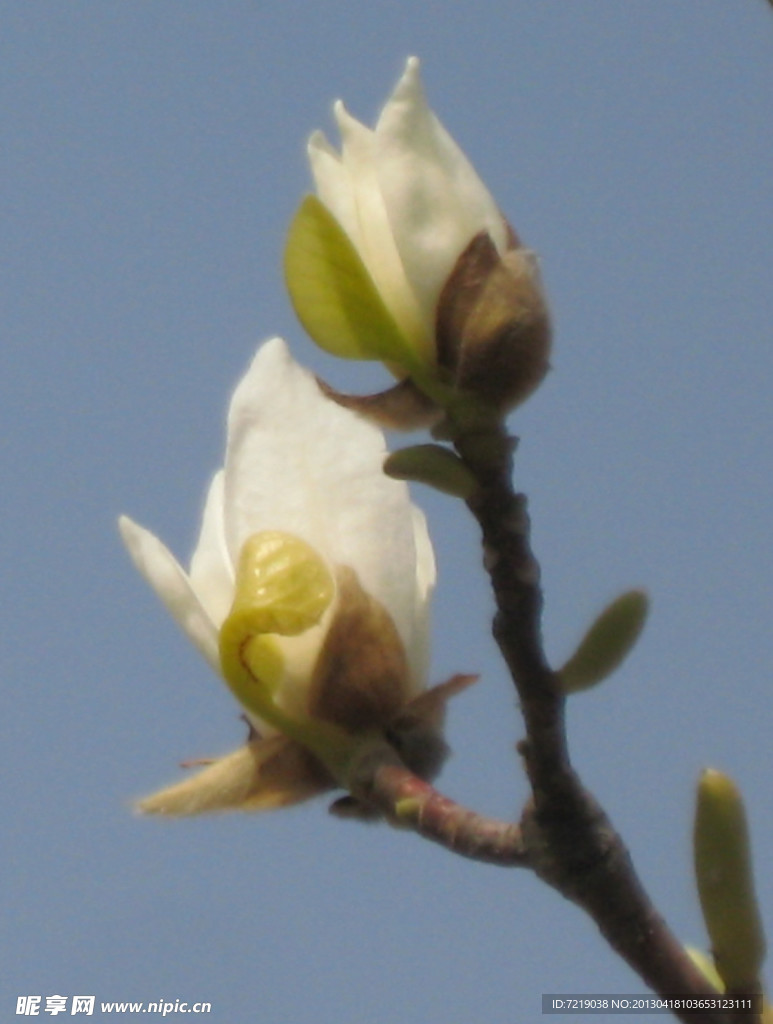 玉兰花