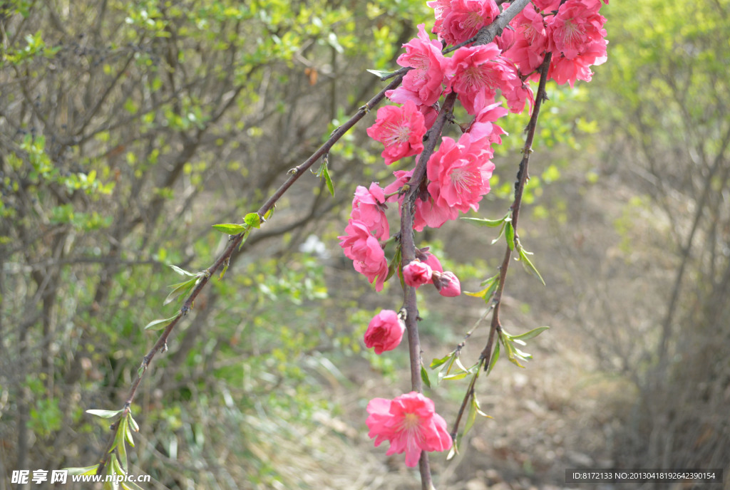 羞桃花