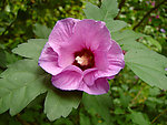 芙蓉花 花