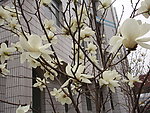 白玉兰