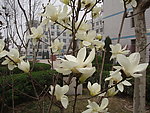 白玉兰