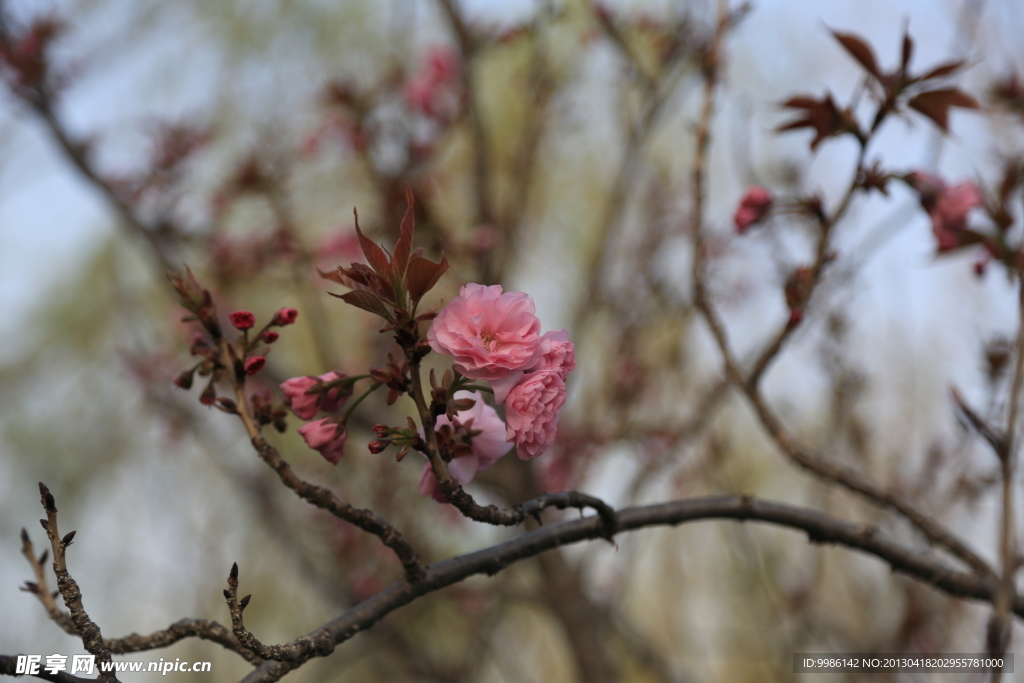 樱花
