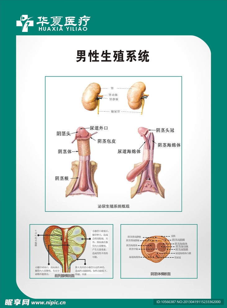 男科 图谱 男科生殖