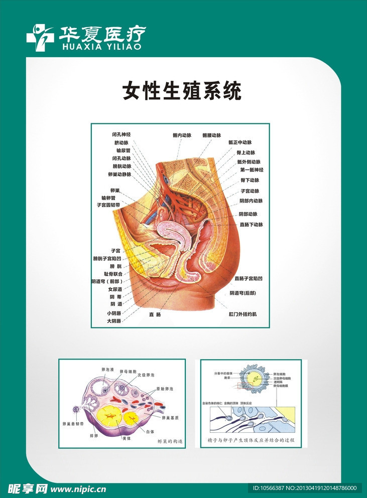 妇科 图谱 妇科生殖