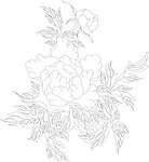 牡丹