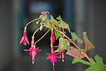 灯笼花