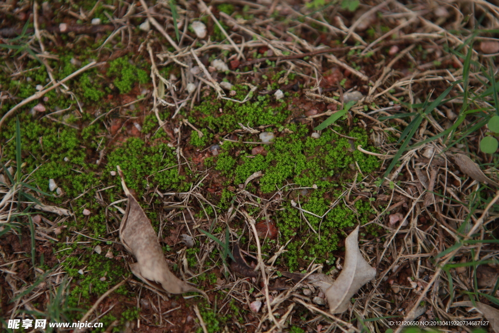 苔藓