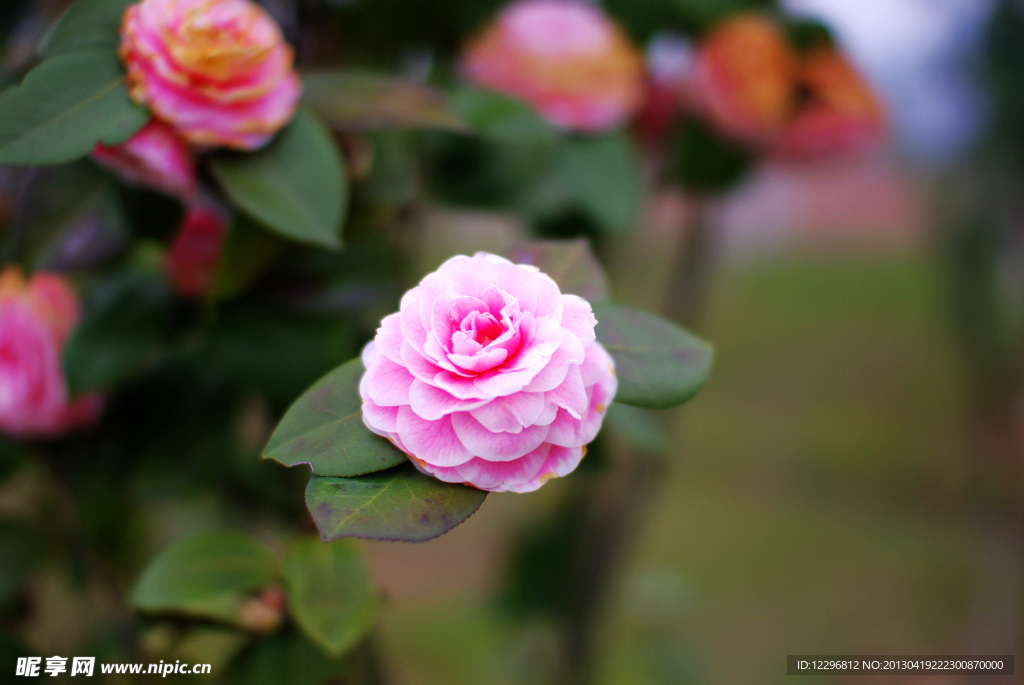 山茶花