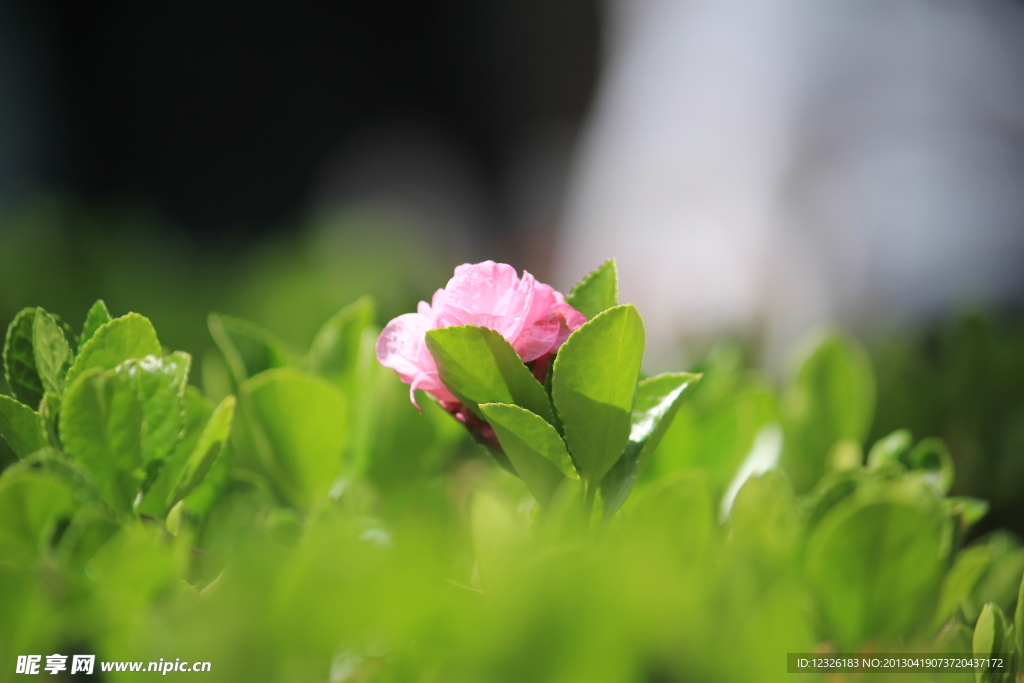 桃花