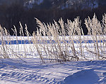 雪中的芦苇