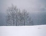 雪原中的两棵树